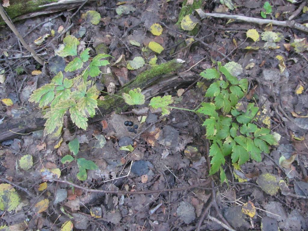 Actaea spicata - Воронец колосистый