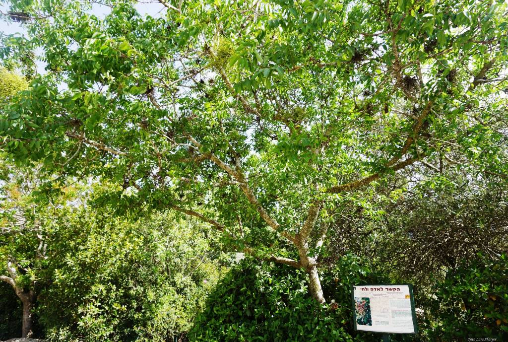 Pistacia terebinthus - Фисташка терпентинная, Терпентиновое дерево