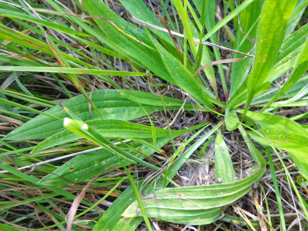 Plantago lanceolata - Подорожник ланцетный