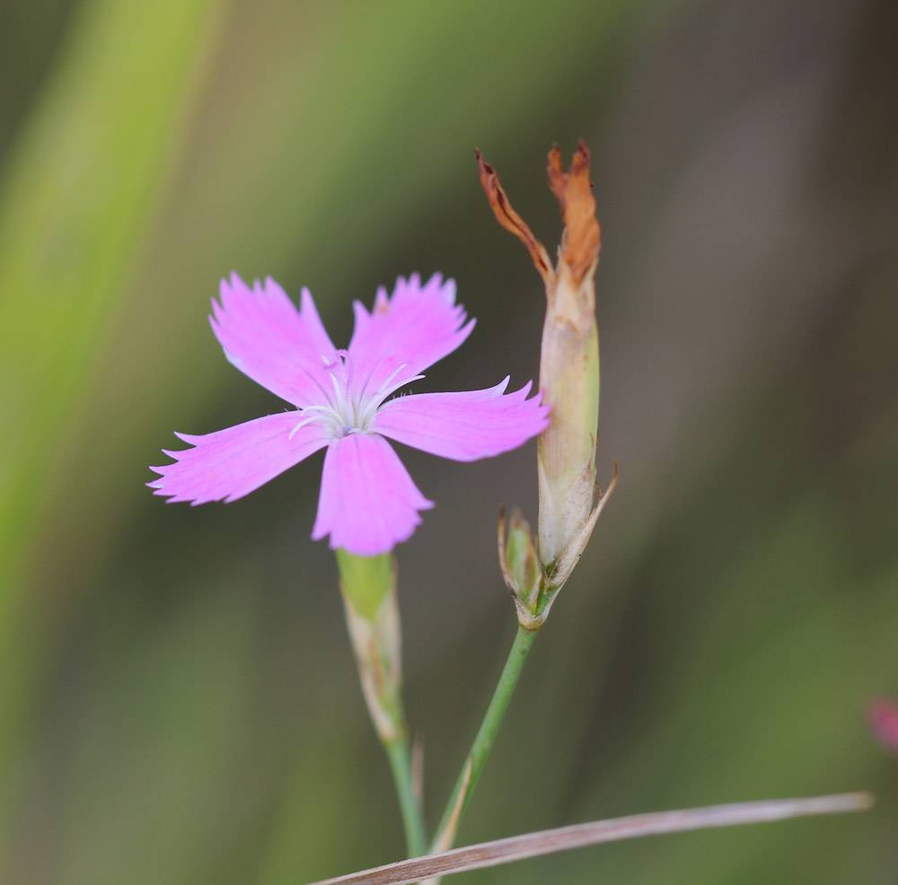 Dianthus humilis - Гвоздика низкая