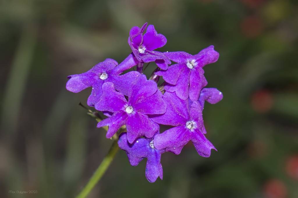 Verbena tenera - Гландулярия хорошенькая, Вербена красивая