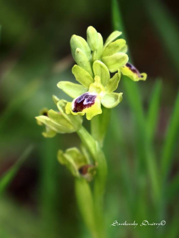 Ophrys lutea - Офрис жёлтый