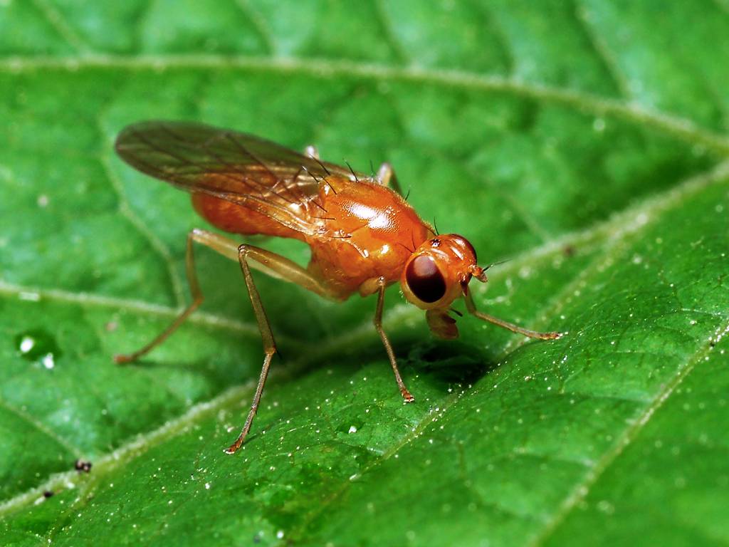 Psila - family Psilidae