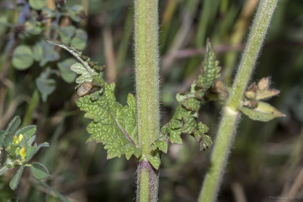 Salvia austriaca - Шалфей австрийский