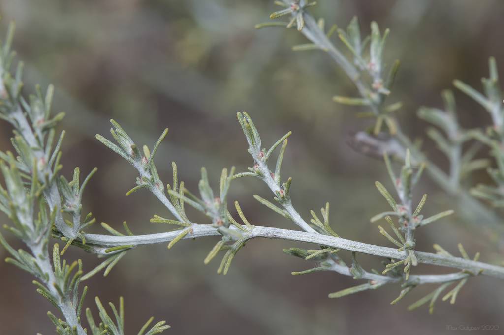 Artemisia taurica - Полынь крымская