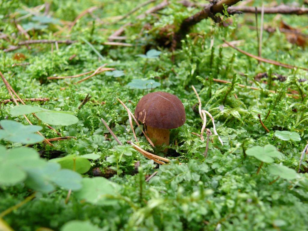 Boletus badius - Польский гриб