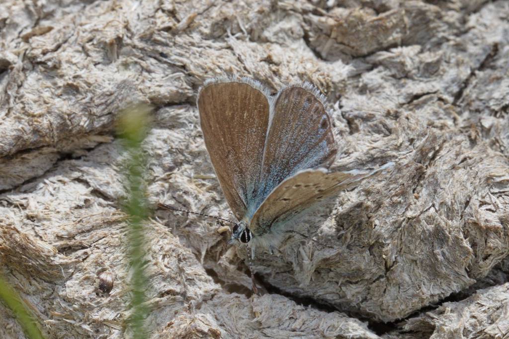 Plebeius luciferus - Голубянка Люцифер