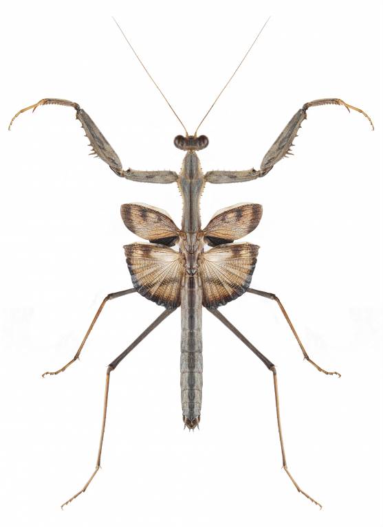 Bolivaria brachyptera - Боливария короткокрылая