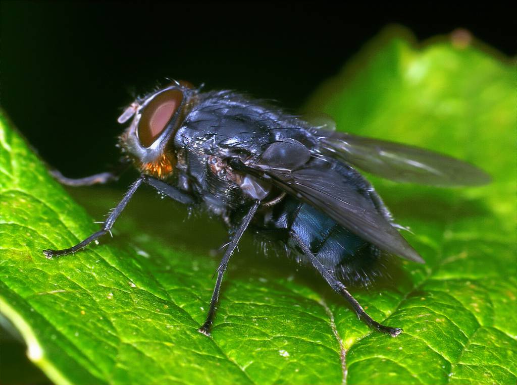 Calliphora vomitoria - Черноголовая синяя мясная муха