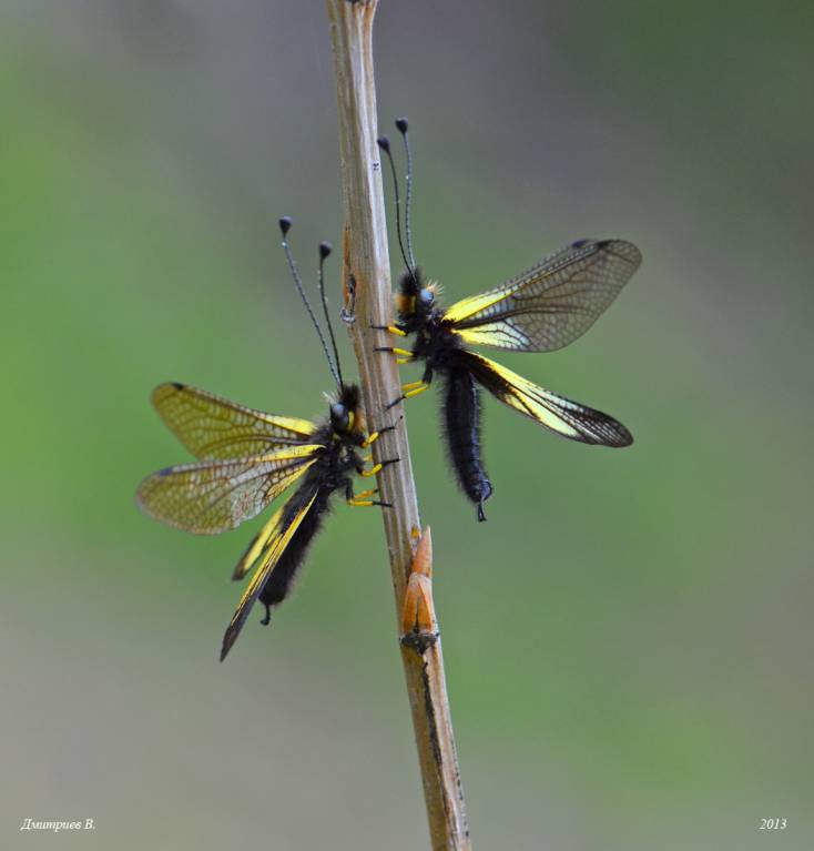 Libelloides sibiricus - Аскалаф сибирский