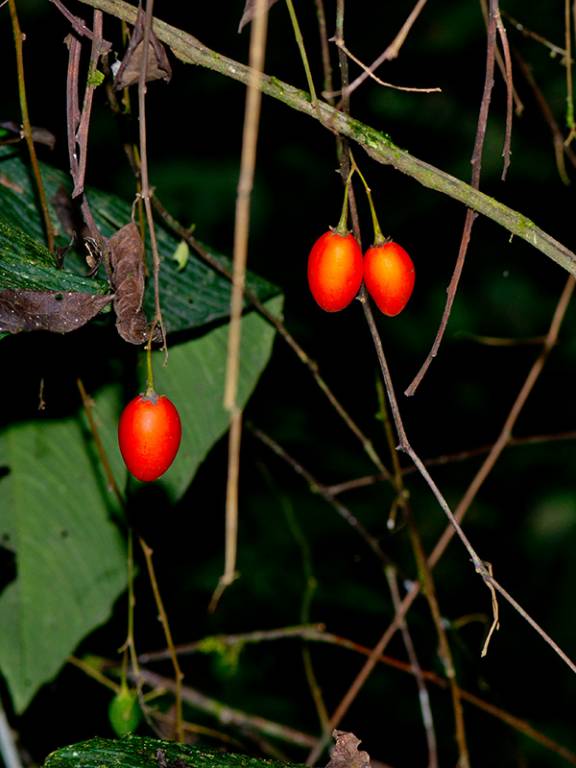 Solanum leptorhachis