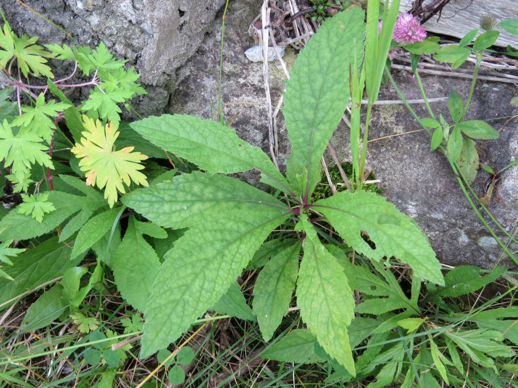 Jacobaea cannabifolia - Крестовник коноплёволистный