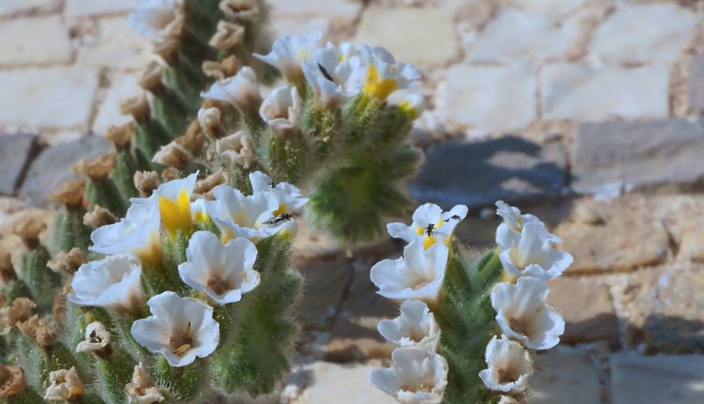 Heliotropium maris-mortui - Гелиотроп мертвоморский