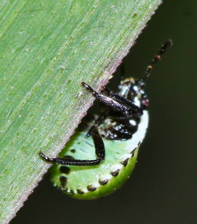 Palomena viridissima - Щитник ярко-зеленый