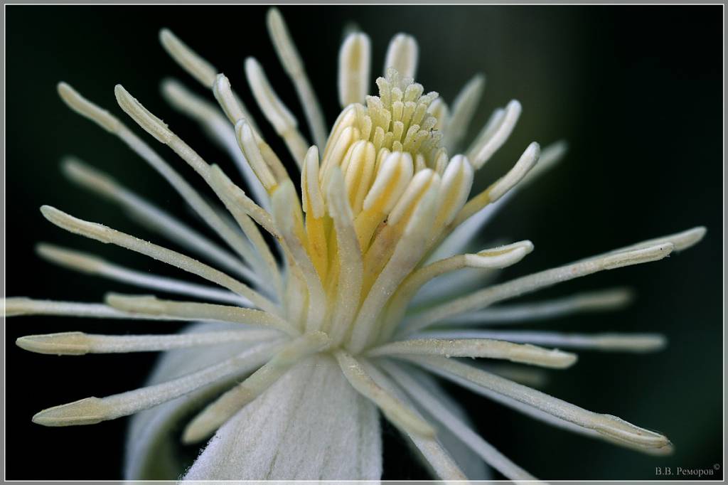 Цветок клематиса (ломонос)