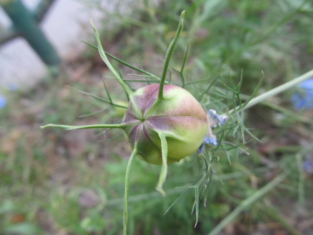 Nigella damascena - Чернушка дамасская