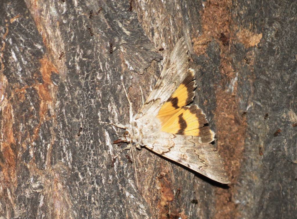 Catocala neonympha - Орденская лента желтая (Ленточница желтобрюхая)
