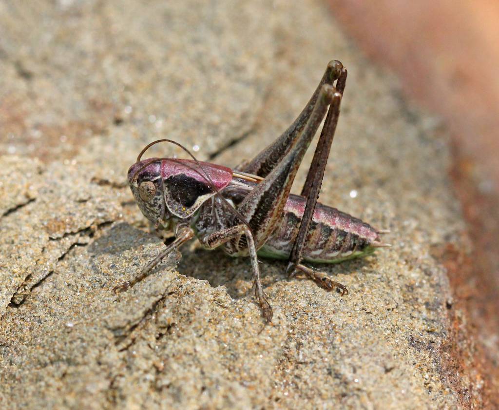 Tettigoniidae1