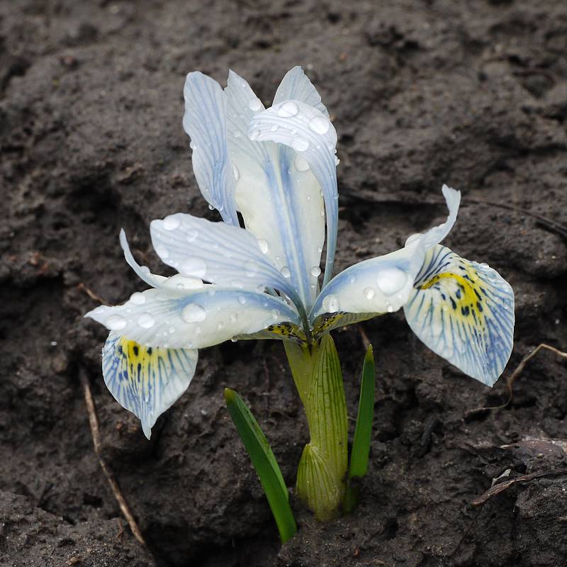 Iris reticulata - Ирис сетчатый