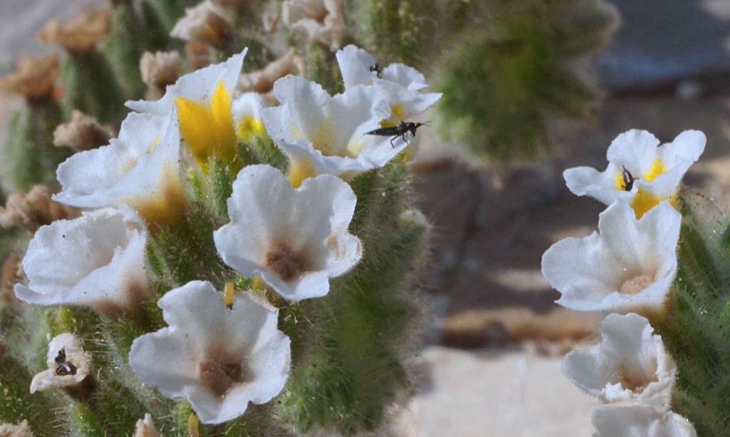 Heliotropium maris-mortui - Гелиотроп мертвоморский