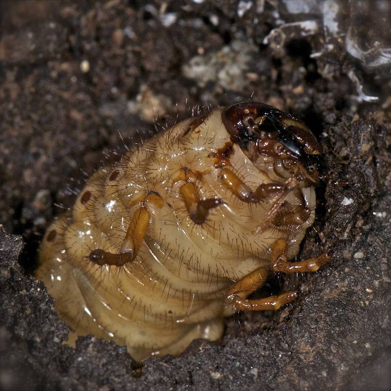 Личинка пластинчатоусого жука