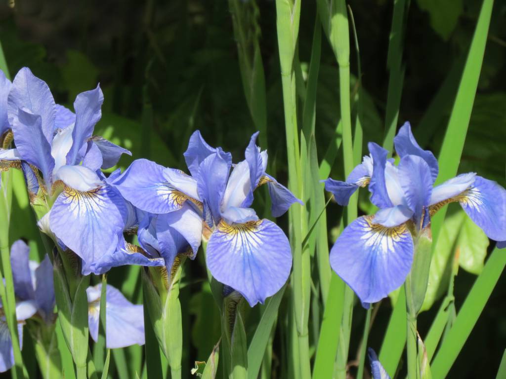 Iris sibirica - Ирис сибирский
