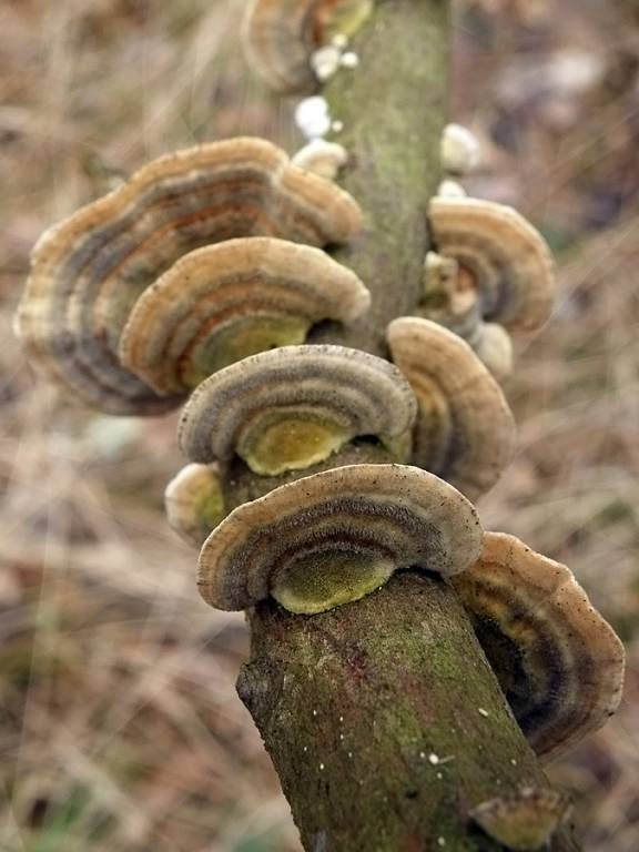 Радужные грибы