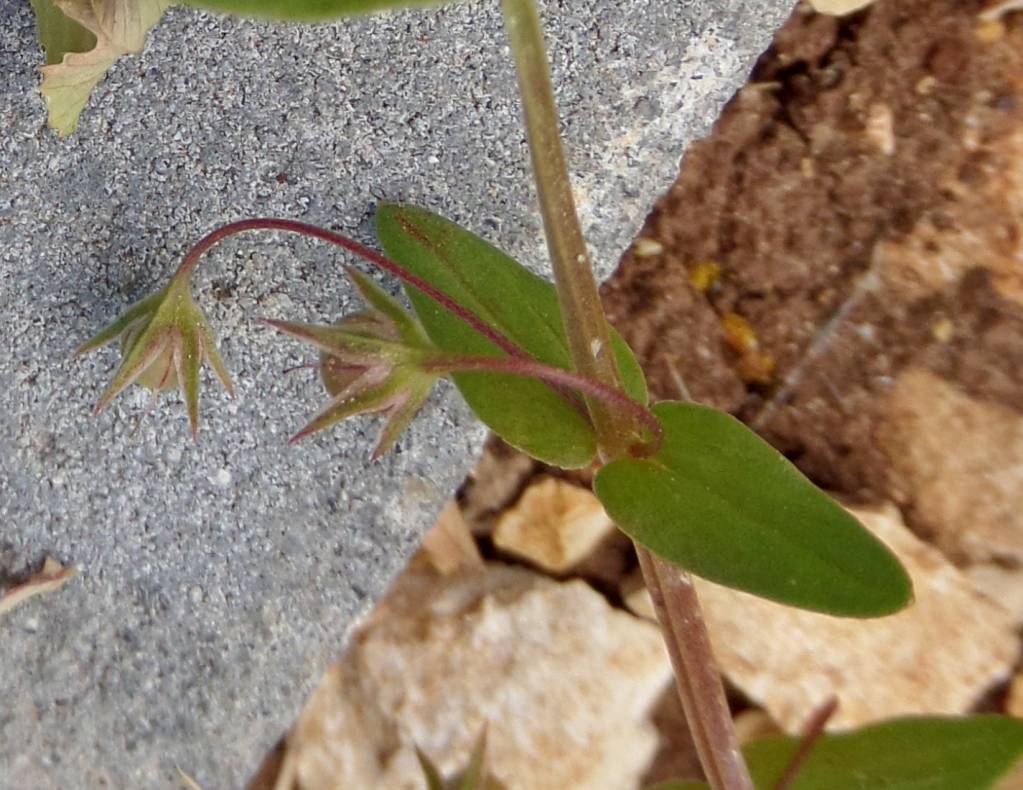 Lysimachia arvensis - Очный цвет полевой