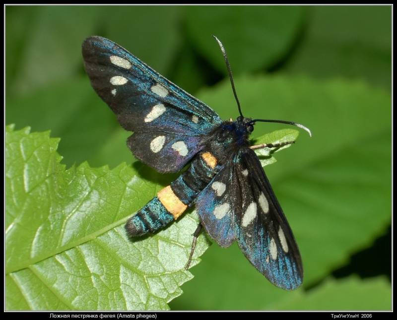 Amata nigricornis - Лжепестрянка нигрикорнис (черноусая)