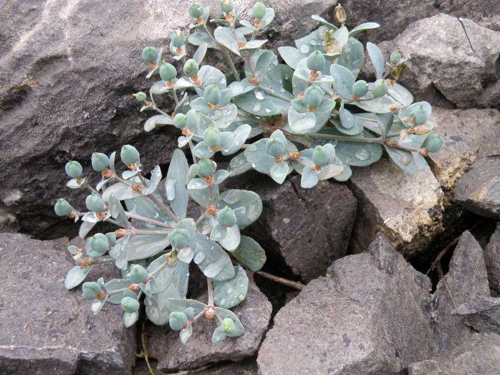 Euphorbia rapulum - Молочай репка