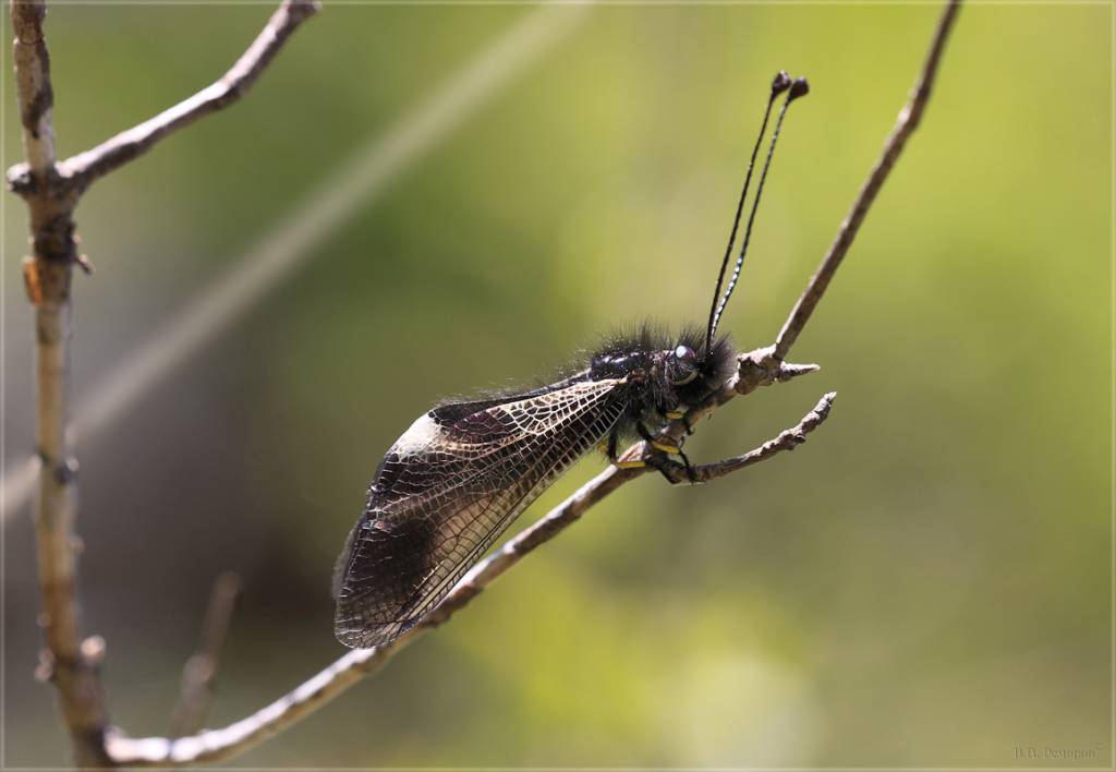 Libelloides ustulatus - Аскалаф кавказский