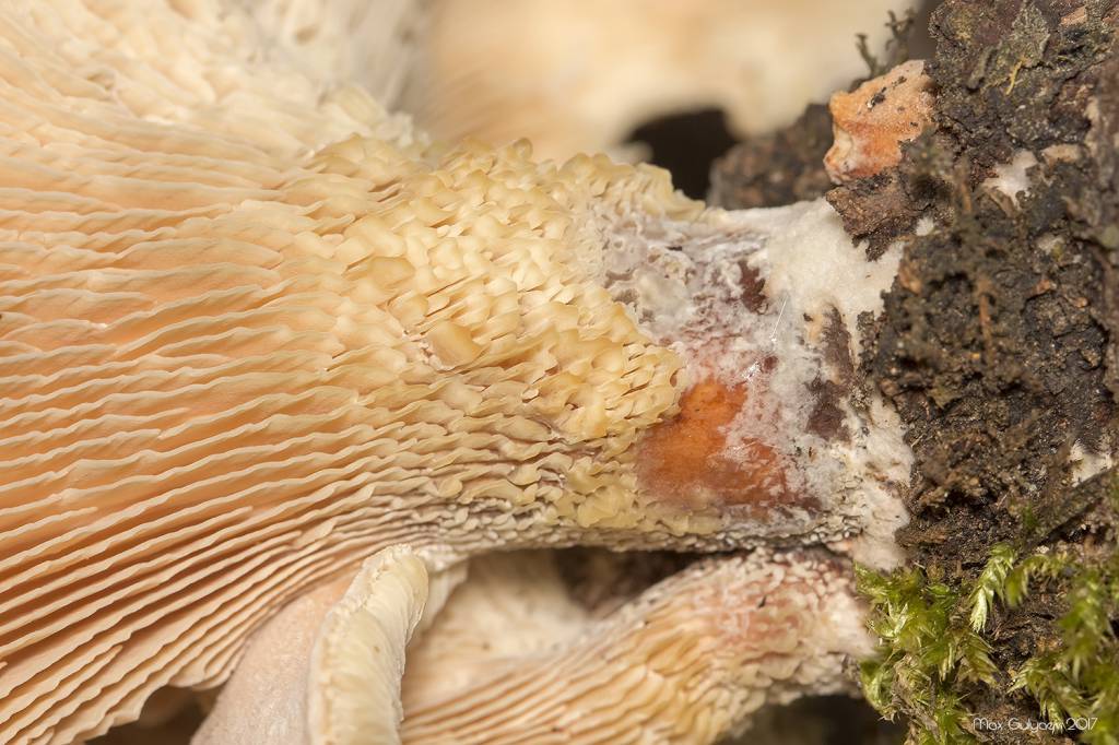 Neolentinus cyathiformis - Неолен­ти­нус ча­ше­вид­ный, Пилолистник бокаловидный