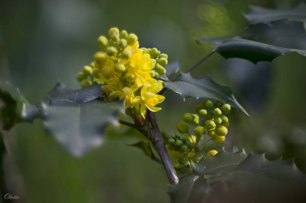 Berberis aquifolium - Магония падуболистная