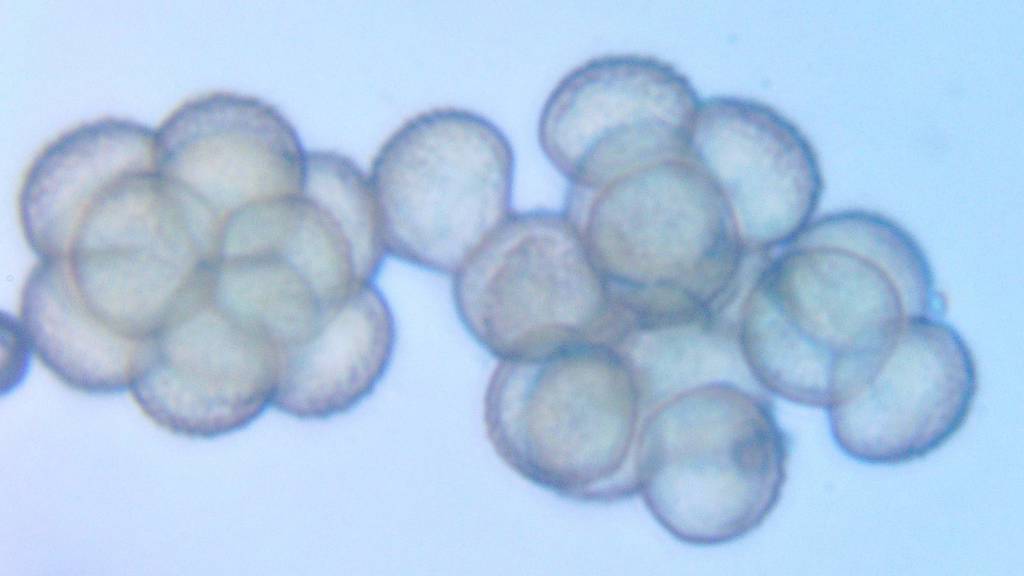 Reticularia olivacea