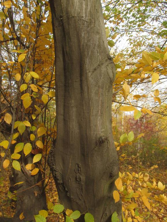 Carpinus betulus - Граб обыкновенный, Граб кавказский