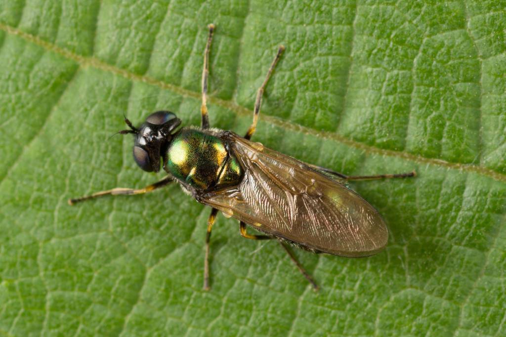 Chloromyia formosa - Львинка