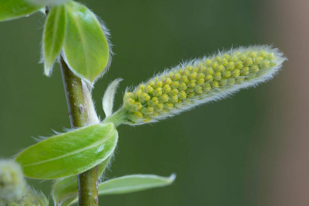 Salix fragilis - Ива ломкая
