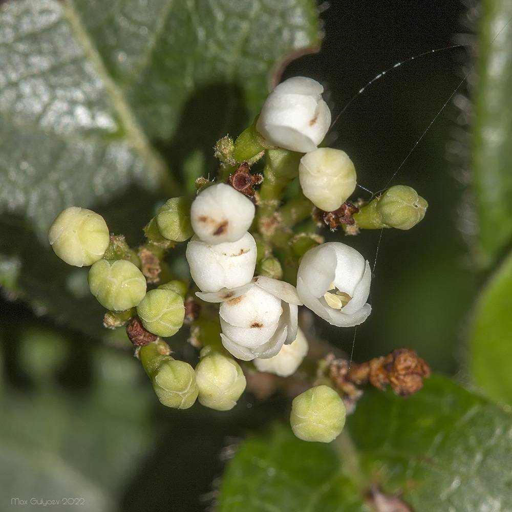 Viburnum tinus - Калина лавролистная