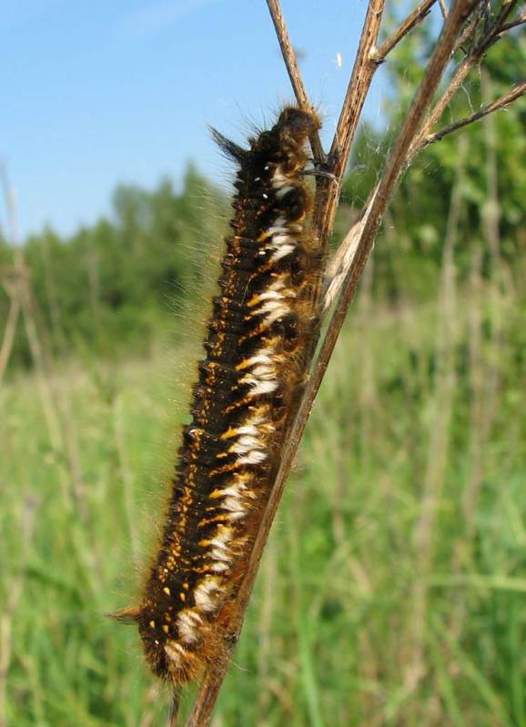 Euthrix potatoria - Коконопряд (Шелкопряд) травяной