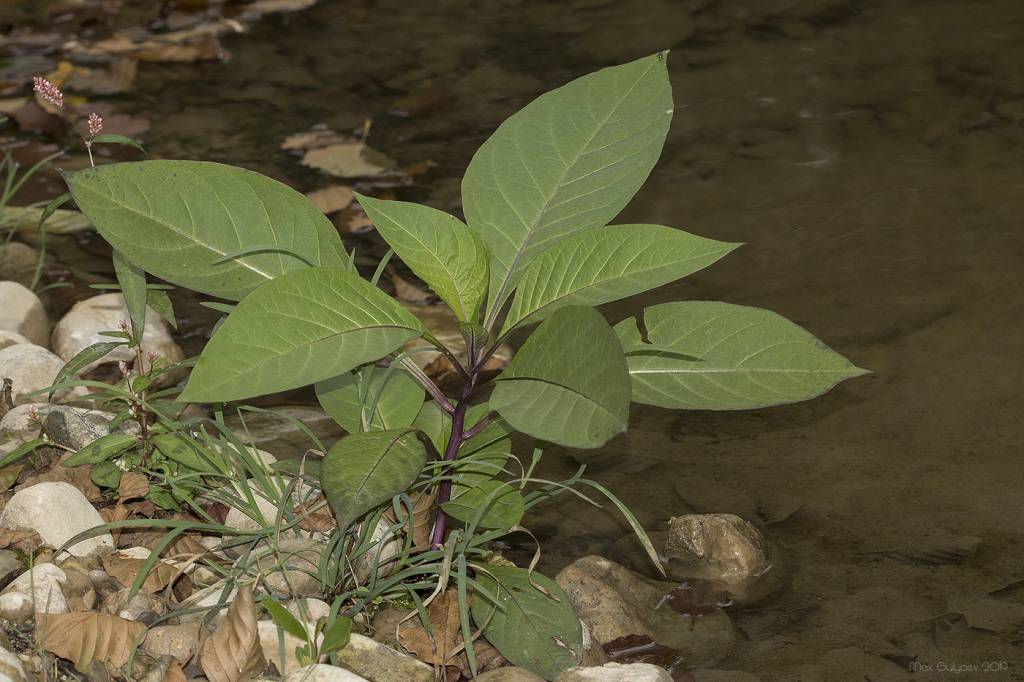 Atropa belladonna - Красавка обыкновенная