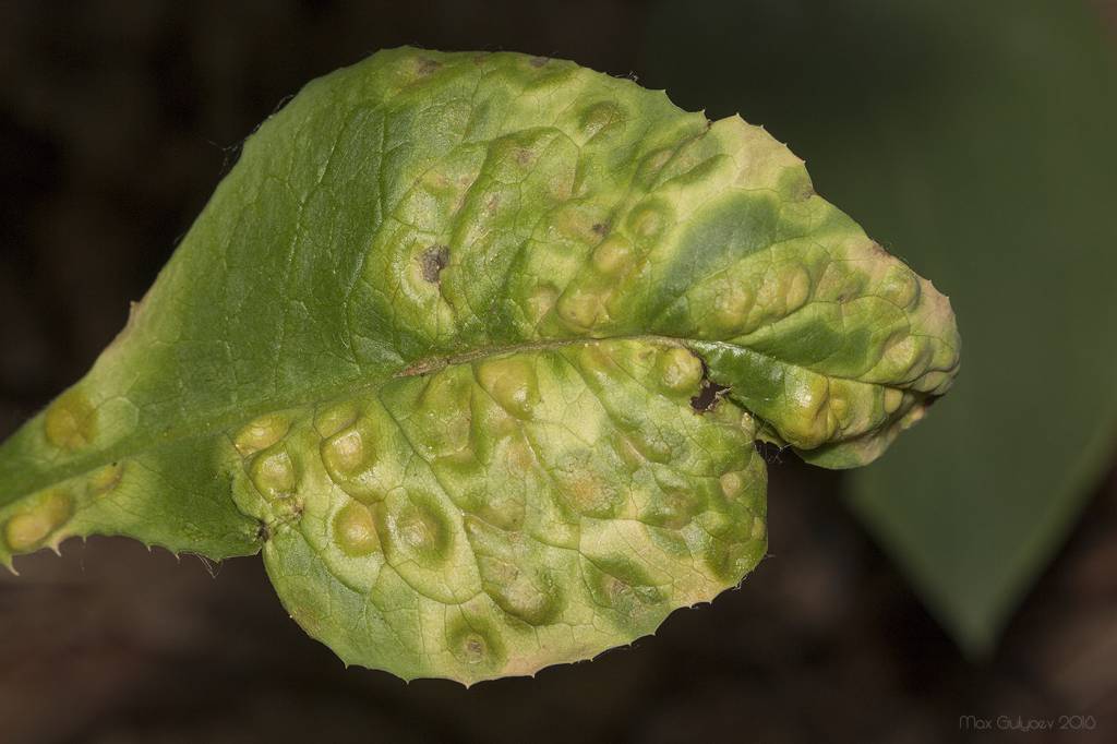Puccinia lactucarum