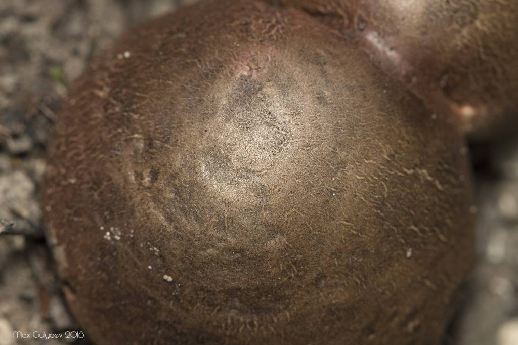Scleroderma bovista - Ложнодождевик порховковый