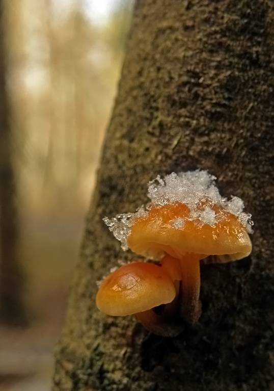 Первые грибы 2012 года