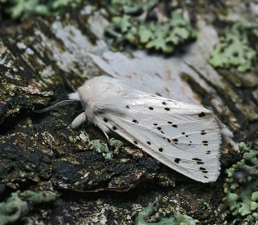 Spilosoma lubricipeda - Медведица крапчатая (белая, мятная)