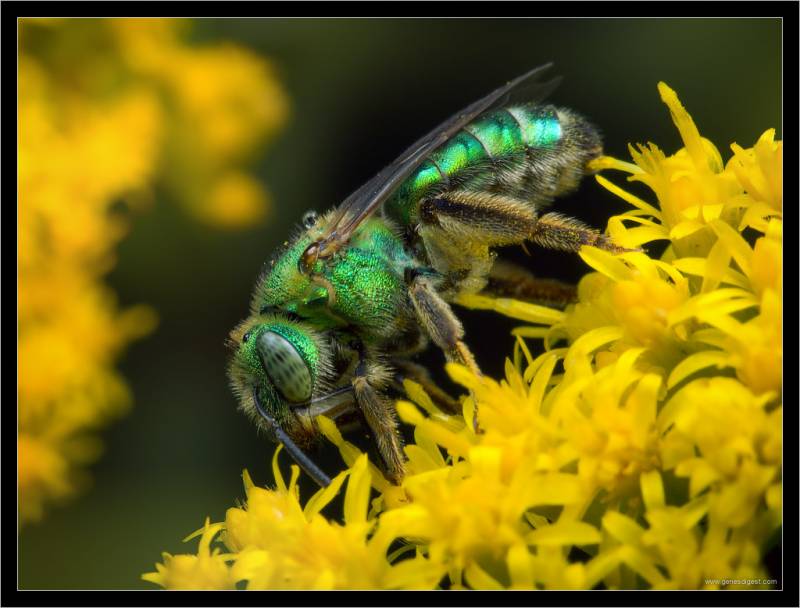 Зеленая пчела-2