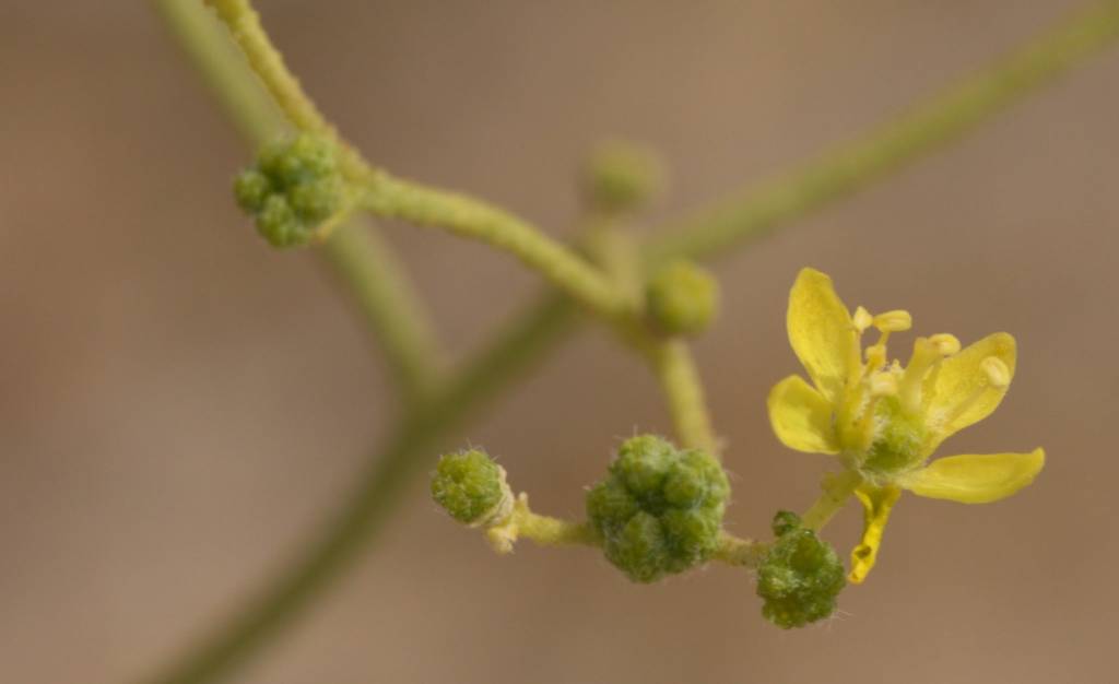 Haplophyllum tuberculatum - Цельнолистник бугорчатый