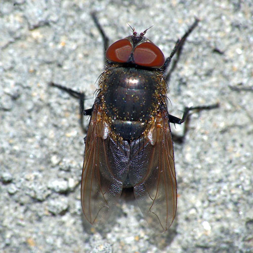Calliphoridae Pollenia sp.