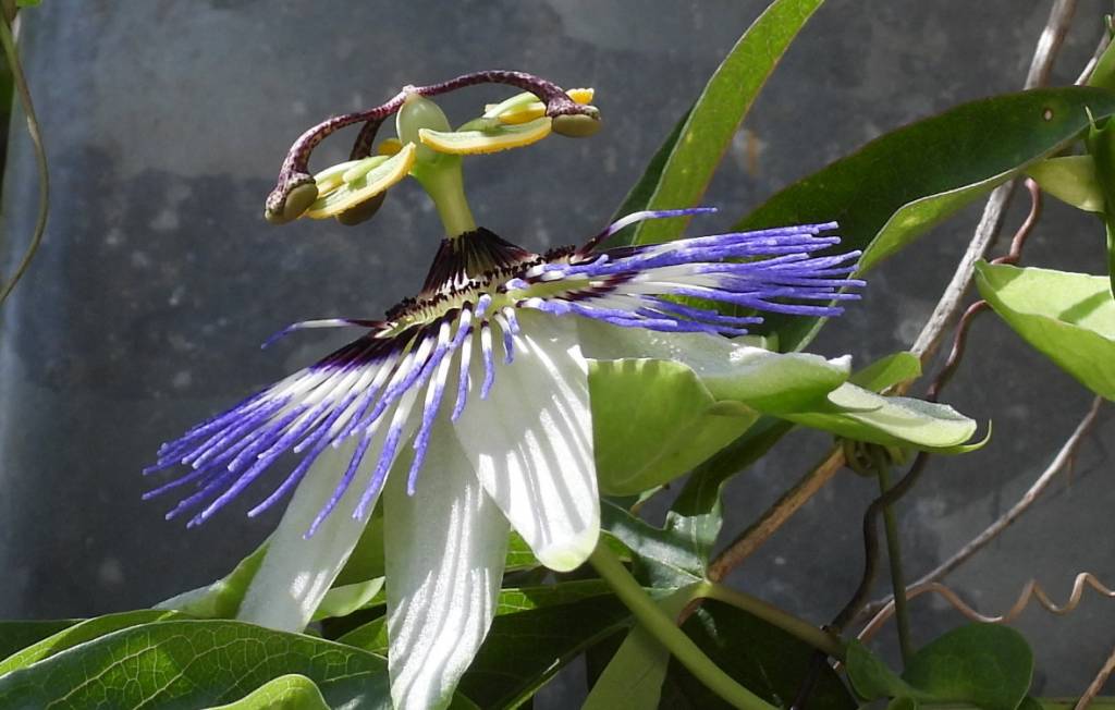 Passiflora caerulea - Пассифлора голубая
