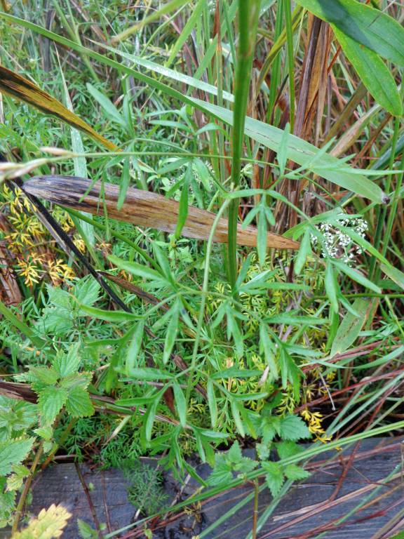 Peucedanum palustre - Горичник болотный