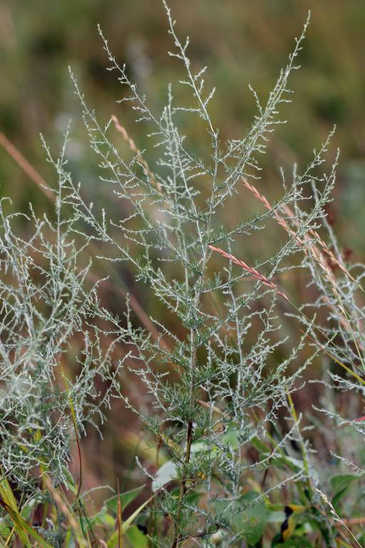 Artemisia santonica - Полынь сантонская